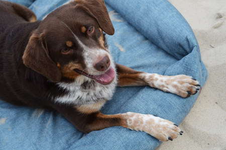 Orthopädisches Hundebett Cuddle Ross